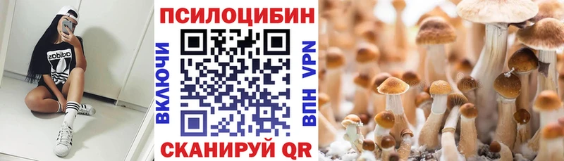 хочу   Кондопога  Галлюциногенные грибы Psilocybine cubensis 